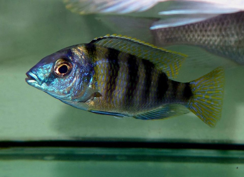 Mylochromis ericotaenia 'Manda'